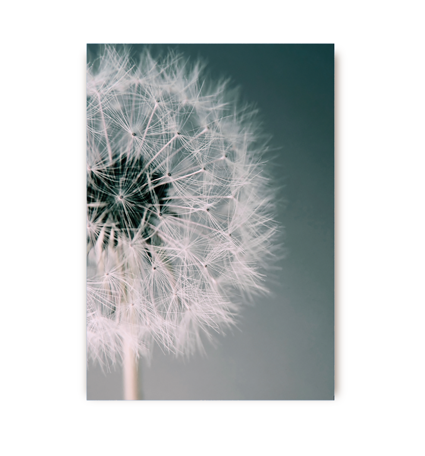 Dandelion Dream Postcard