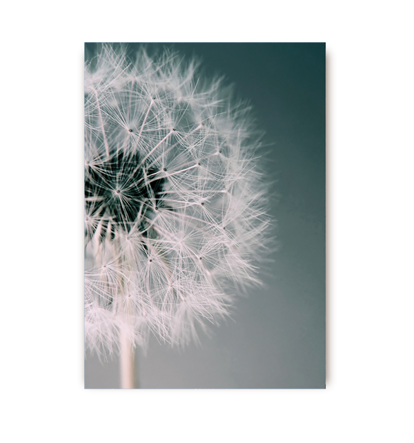 Dandelion Dream Postcard
