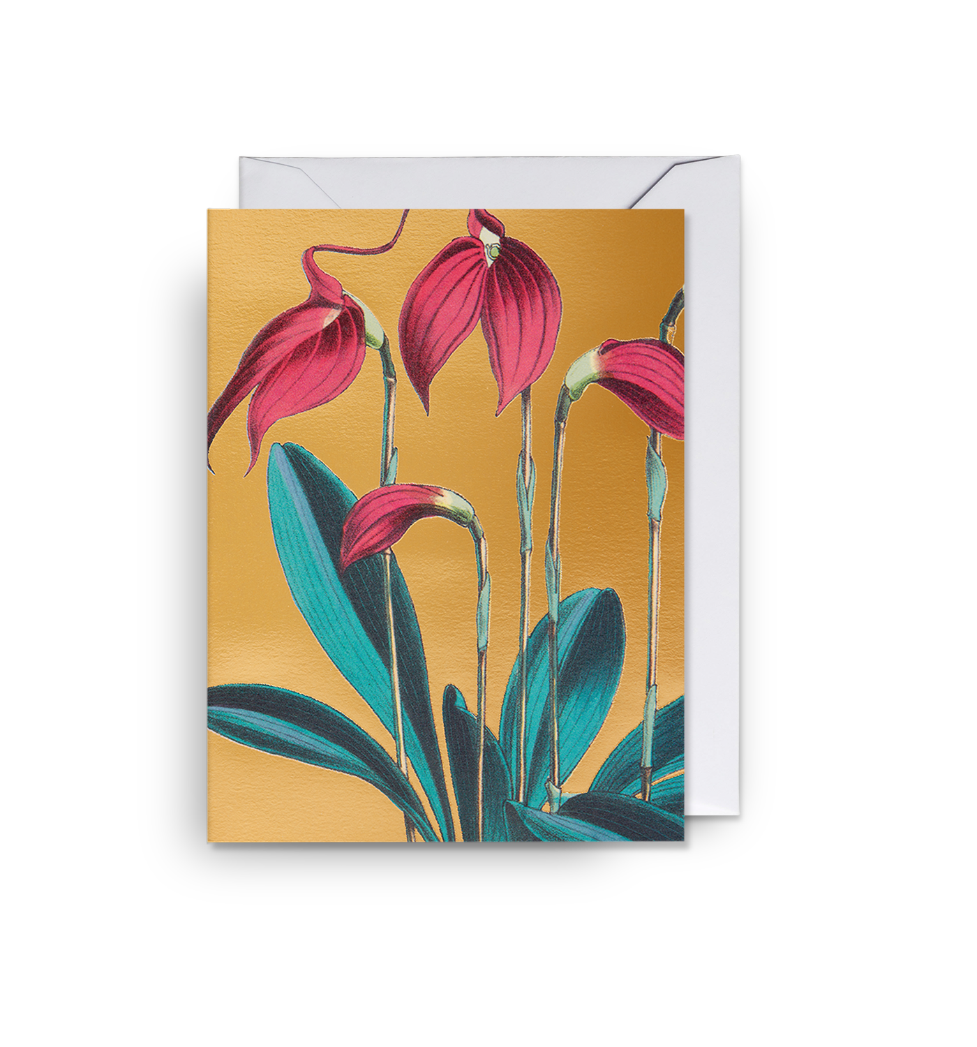 Masdevallia Lindeni Mini Card