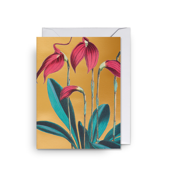 Masdevallia Lindeni Mini Card