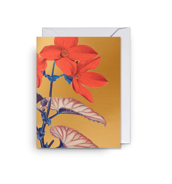 Begonia Golden