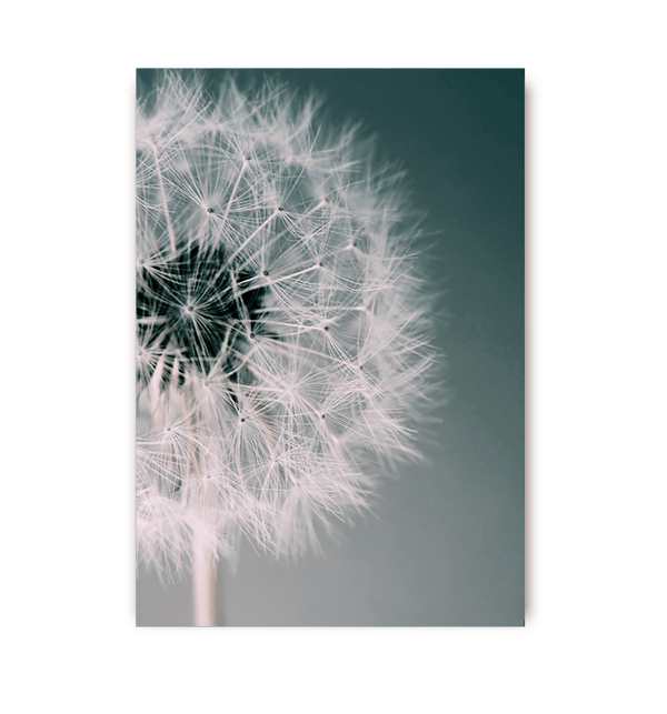 Dandelion Dream